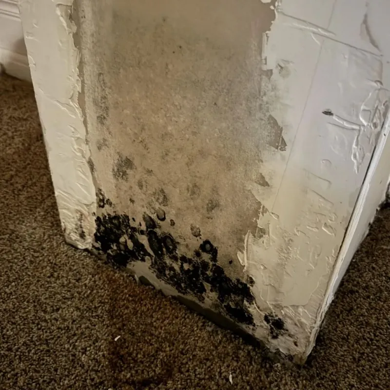 Professional Mold Removal in Caldwell, KS